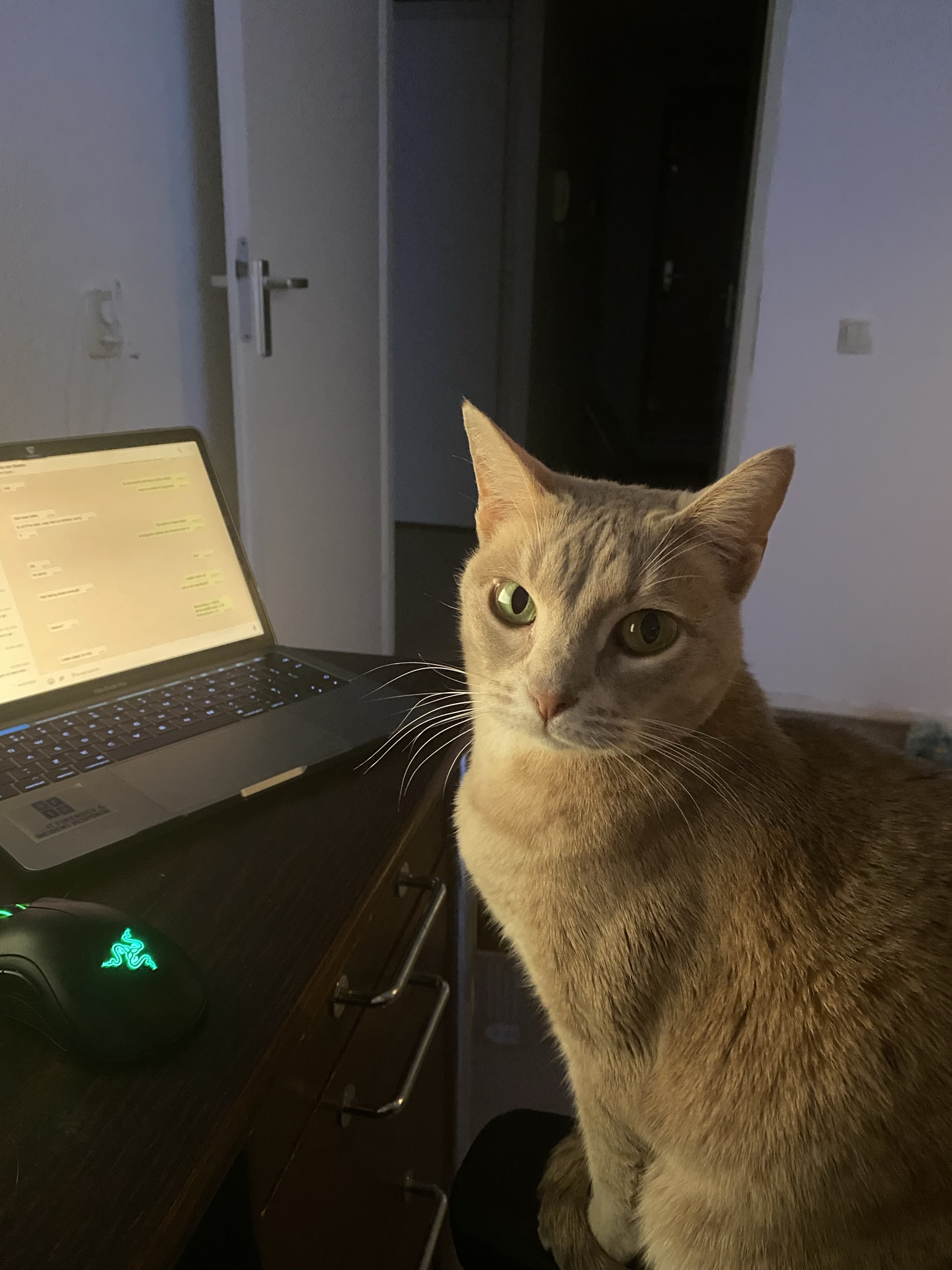 OpenKAT 1.22 (Deanna): Sneller werken, rustiger systemen
